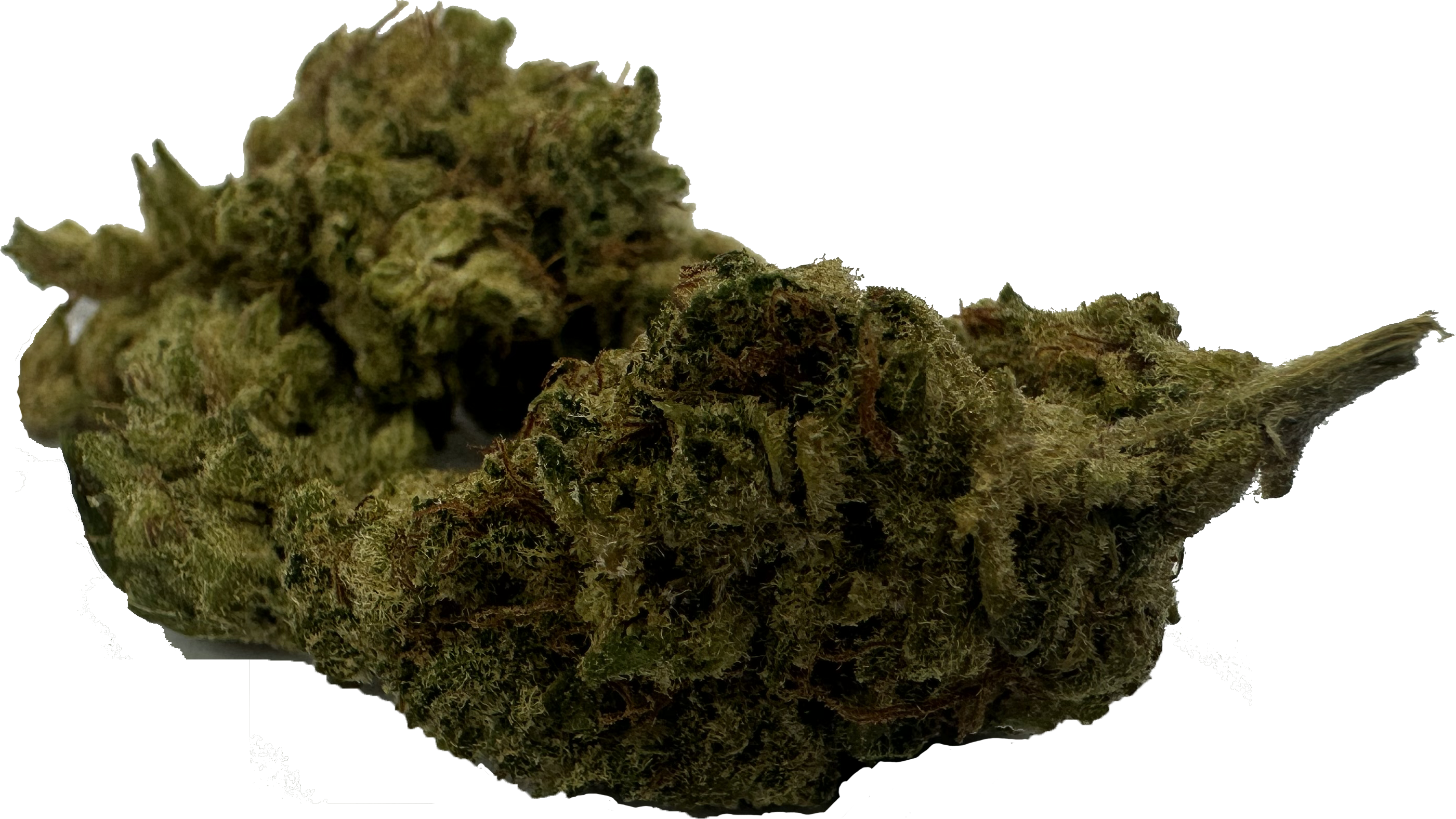 SuperHamp Great White Shark 60%