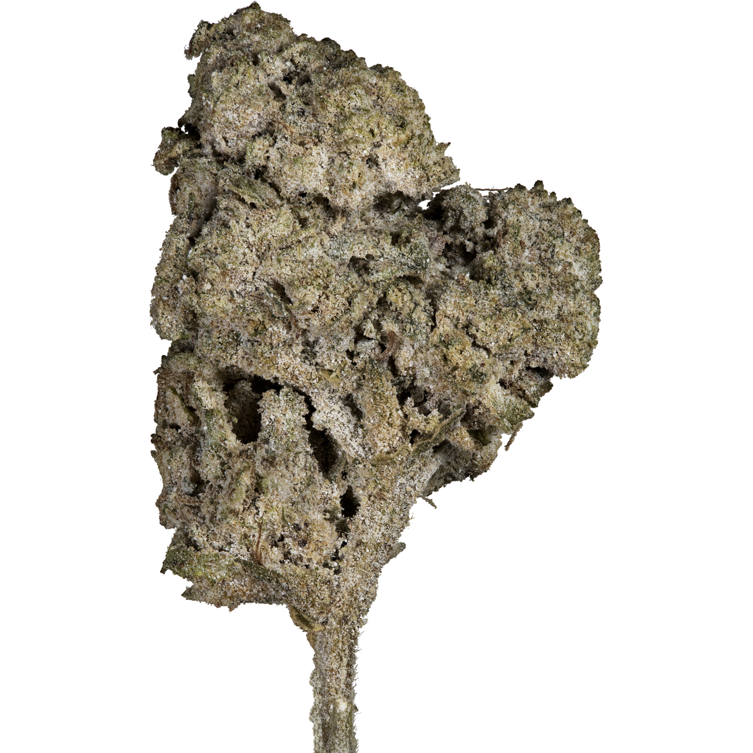 SuperHamp THC-A Orangello 28%