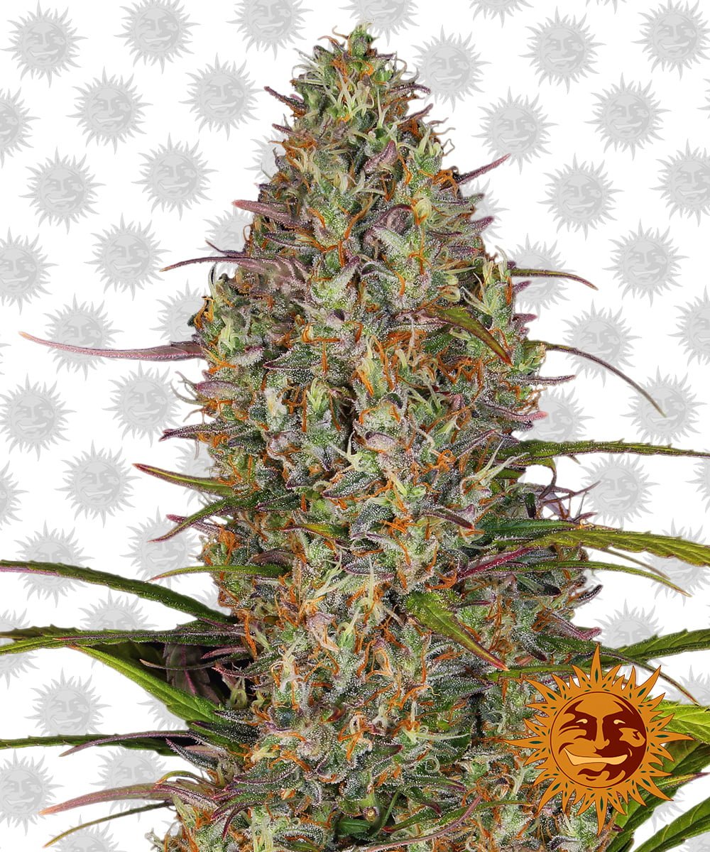 Cannabis frø | Barneys Farm | GLUE GELATTO Auto