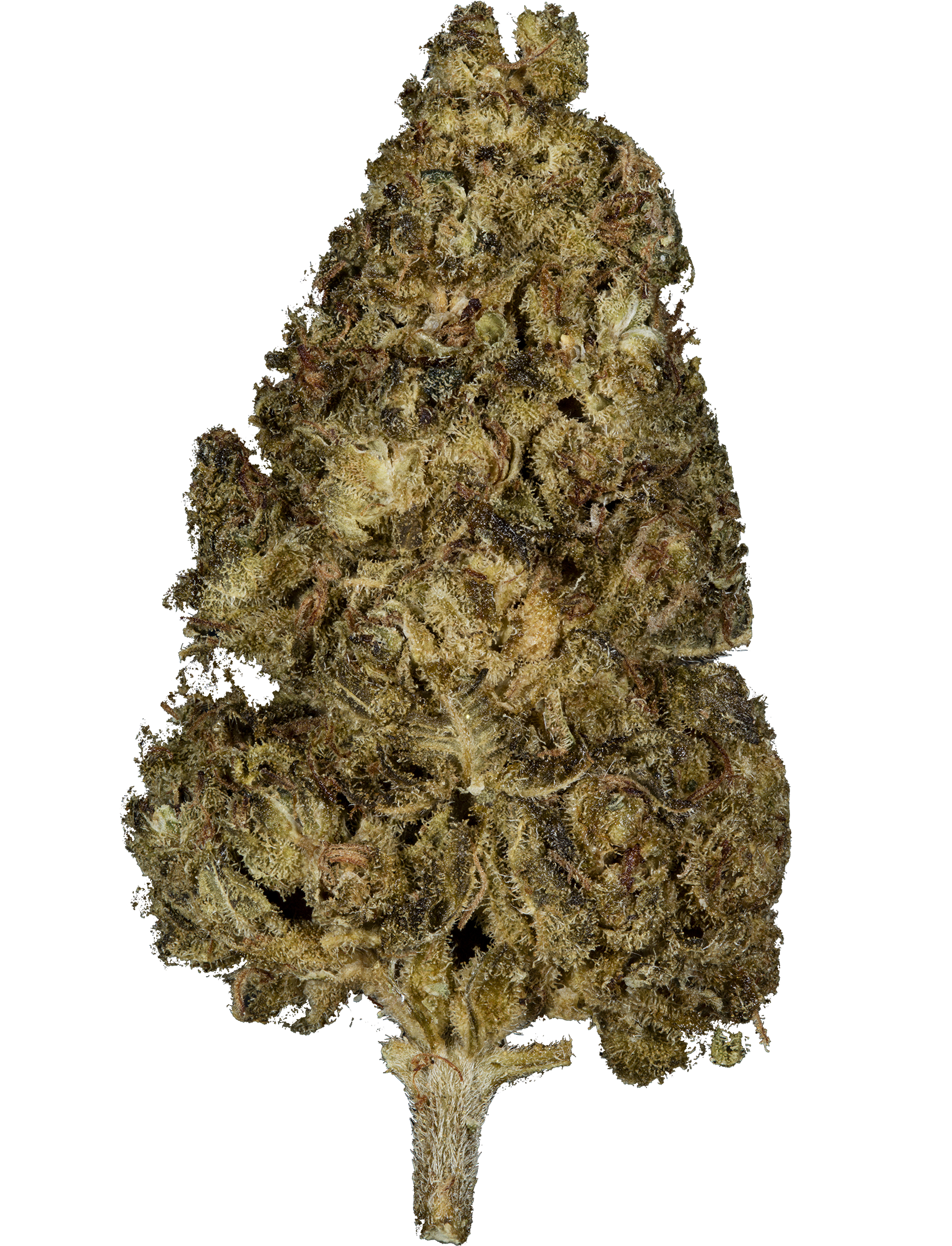 Lemon Cookie