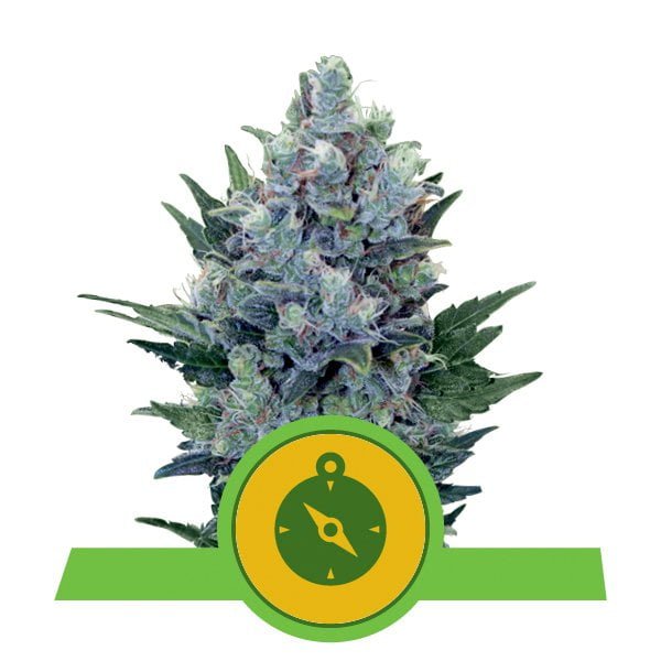 Cannabis frø | Royal Queen Seeds | NORTHERN LIGHT Auto