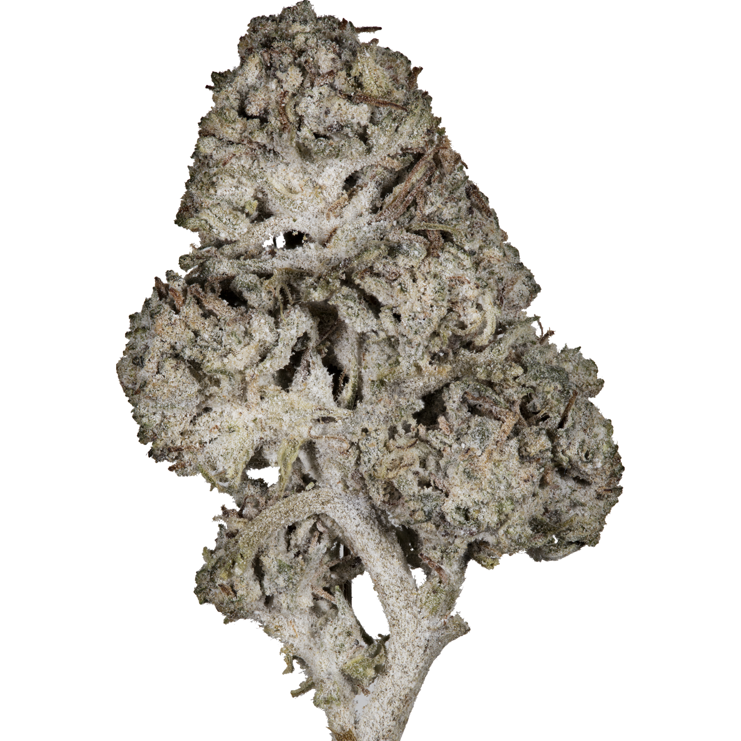 SuperHamp THC-A Northern Lights 28%