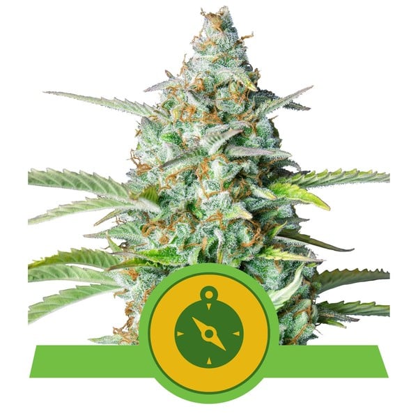 Cannabis frø | Royal Queen Seeds | NORTHERN LIGHT Auto