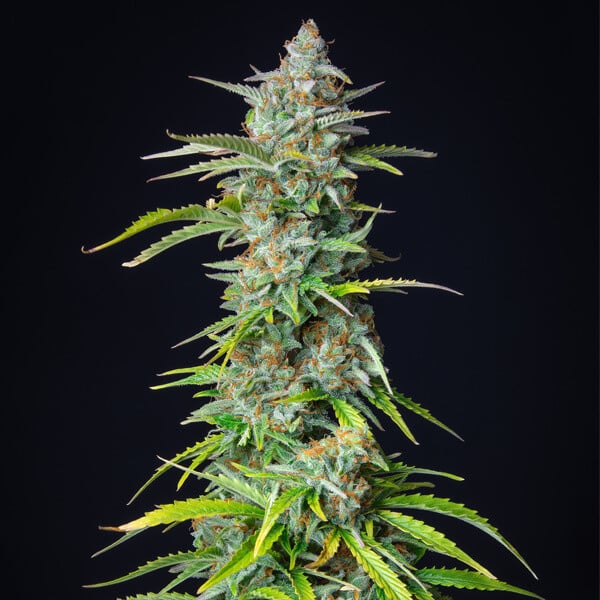 Cannabis frø | Royal Queen Seeds | NORTHERN LIGHT Auto