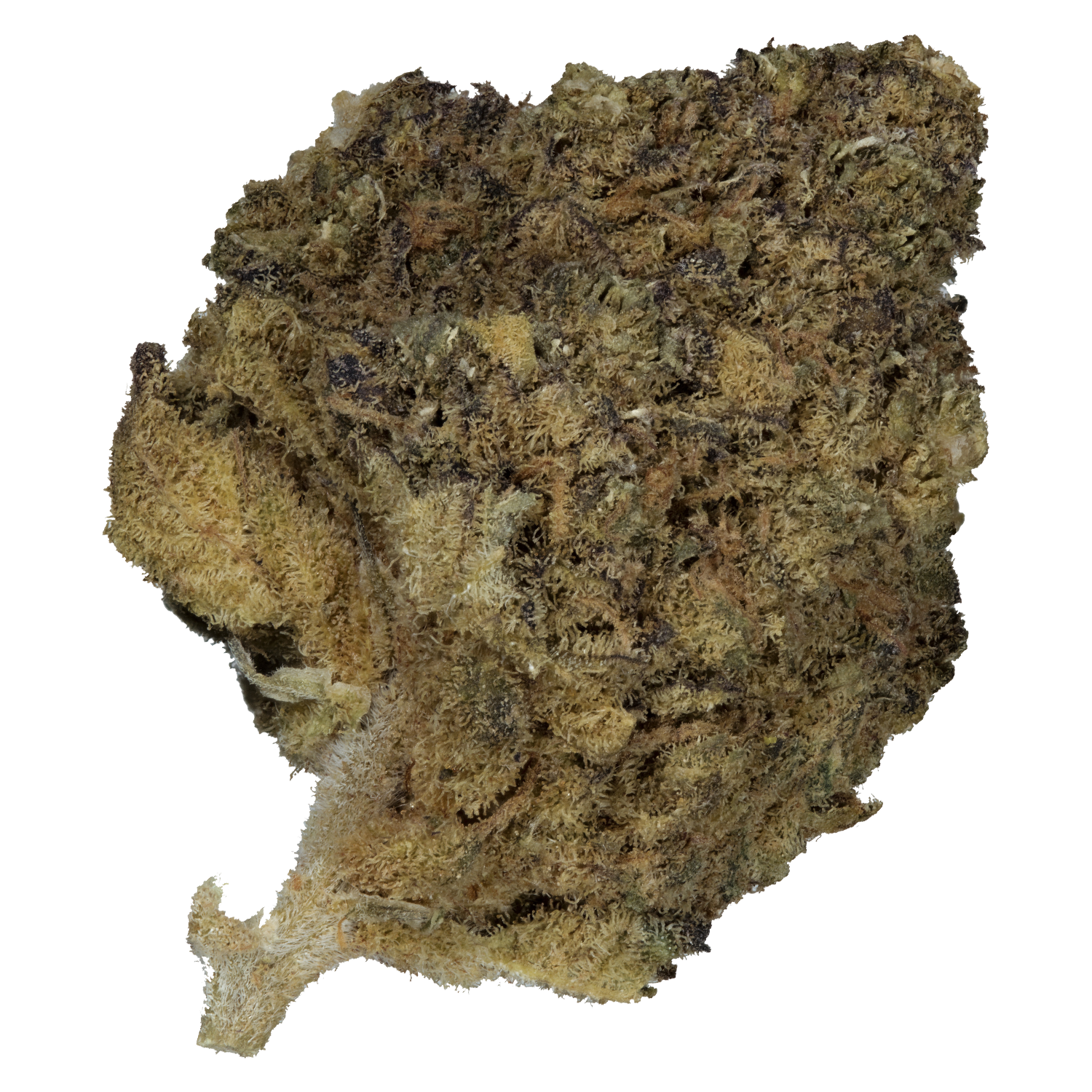 Orange Bud
